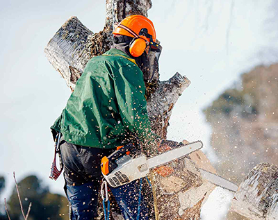 Tree-service-local